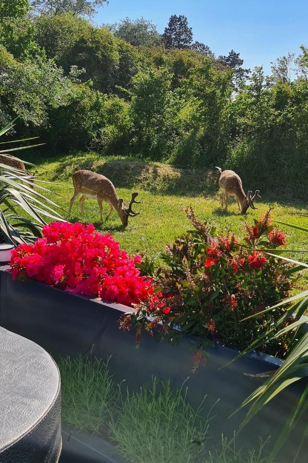 B&B Het Duinhuisje Met Jacuzzi, Gratis Parkeren, 2 Fietsen Te Leen, Airco Zandvoort Exterior foto